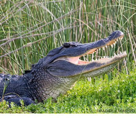 Alligators on our Kayak Tours